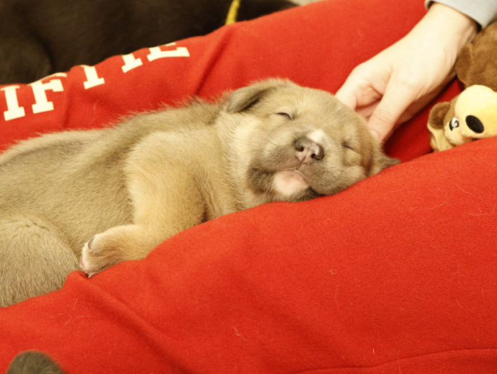 chinook dog